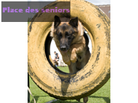 Dressage éducation canine à Vayres sur essonne