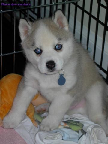 Chiots husky de Sibérie LOF à Paris