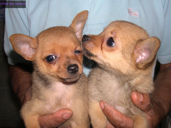 Chiots type spitz à Vayres sur essonne