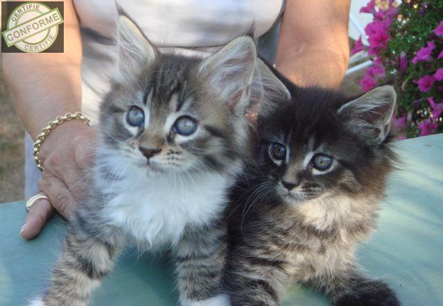 Adorable chatons maine coon pure race à Nantes-en-ratier