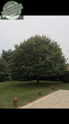 Elagage abattage entretien espace vert à Romorantin-lanthenay