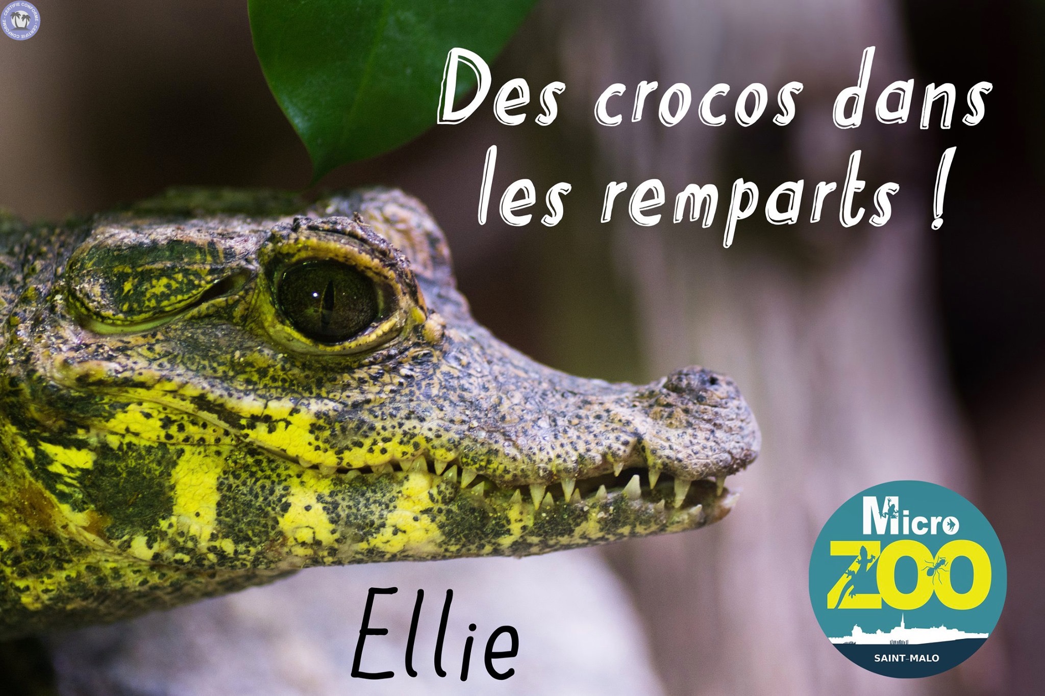 Culture-Bretagne-Ille-et-Vilaine-Visitez-le-Micro-ZOO-a-Saint-Malo-Intra-muros471213142232444756.jpg