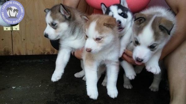 Magnifiques chiots husky siberien à Paris