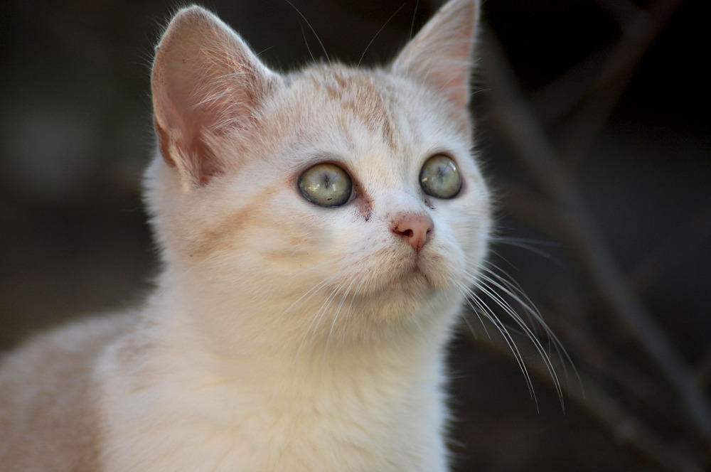 Animaux-Nouvelle-Aquitaine-Dordogne-Chiens-et-chats-a-l-adoption15242729345255636769.jpg