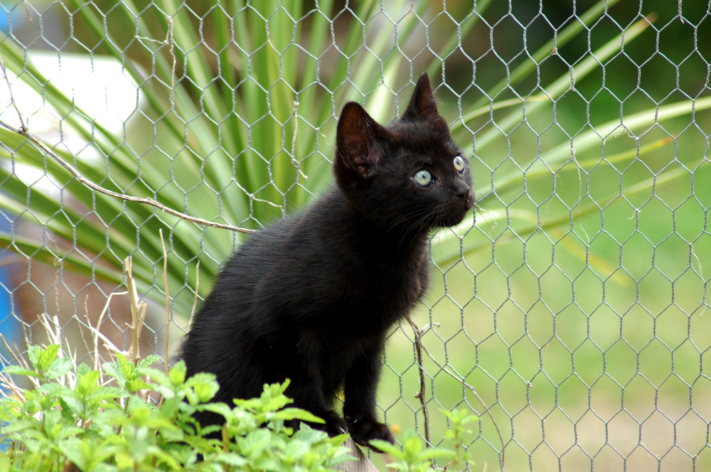 Animaux-Nouvelle-Aquitaine-Dordogne-Chiens-et-chats-a-l-adoption6789101340517576.jpg