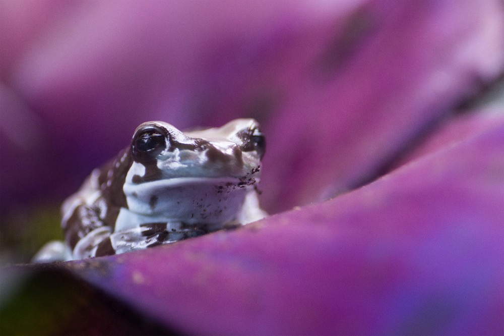 Culture-Bretagne-Ille-et-Vilaine-Visitez-le-Micro-ZOO-a-Saint-Malo-Intra-muros24519414849505152.jpg