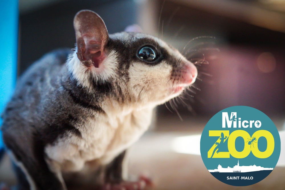 Culture-Bretagne-Ille-et-Vilaine-Visitez-le-Micro-ZOO-a-Saint-Malo-Intra-muros4111937394861697174.jpg