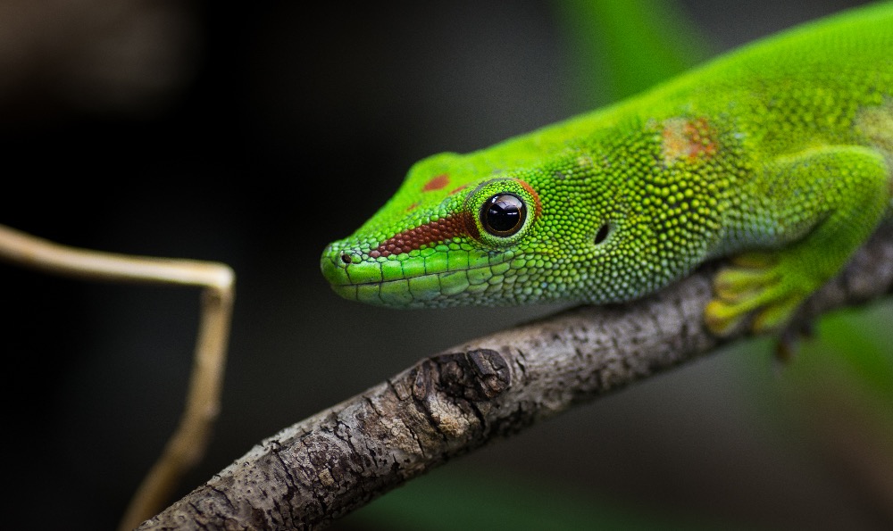 Culture-Bretagne-Ille-et-Vilaine-Visitez-le-Micro-ZOO-a-Saint-Malo-Intra-muros891517181927416667.jpg