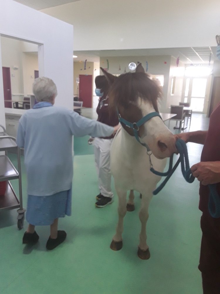 Therapeutes-Hauts-de-France-Oise-Le-Cheval-au-service-des-seniors15293132586163646970.jpeg