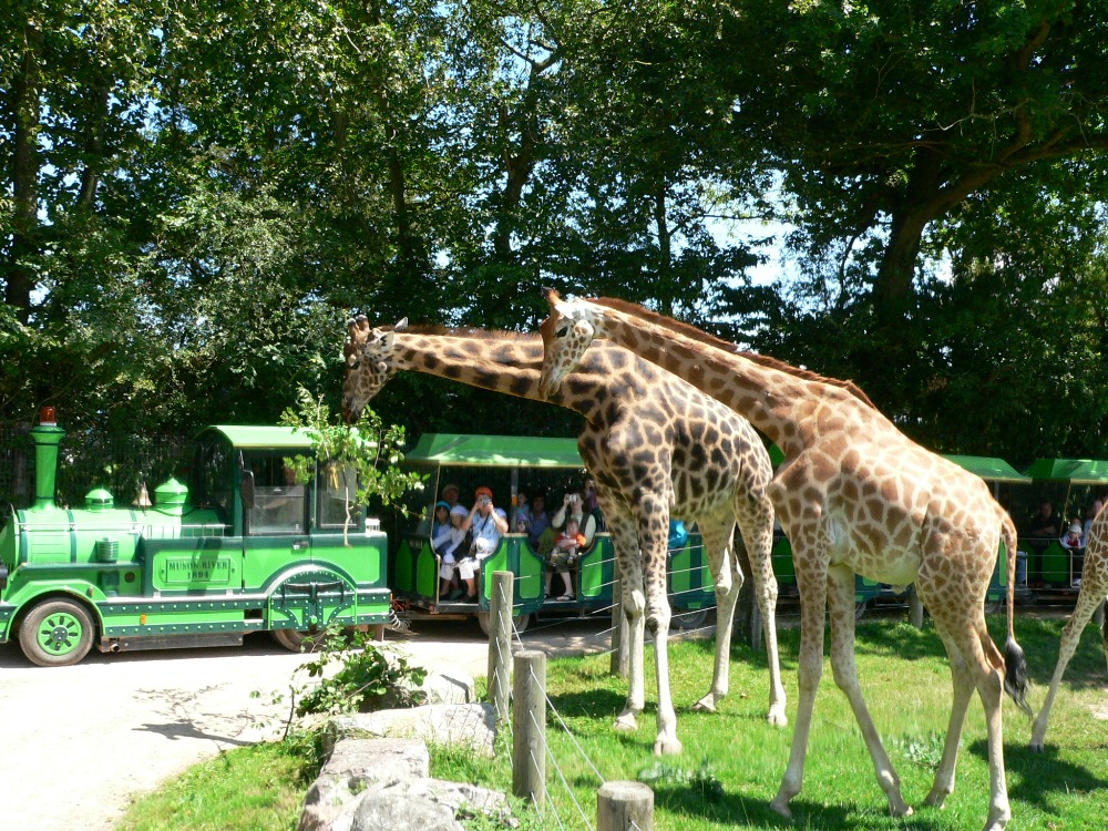 sejour-amp-voyages-normandie-calvados-parc-zoologique0131517323841507779.jpg