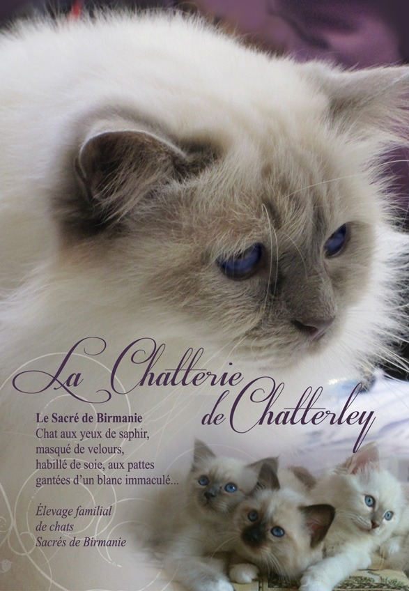 animaux-normandie-calvados-chatons-sacres-de-birmanie9131823636569717279.jpg