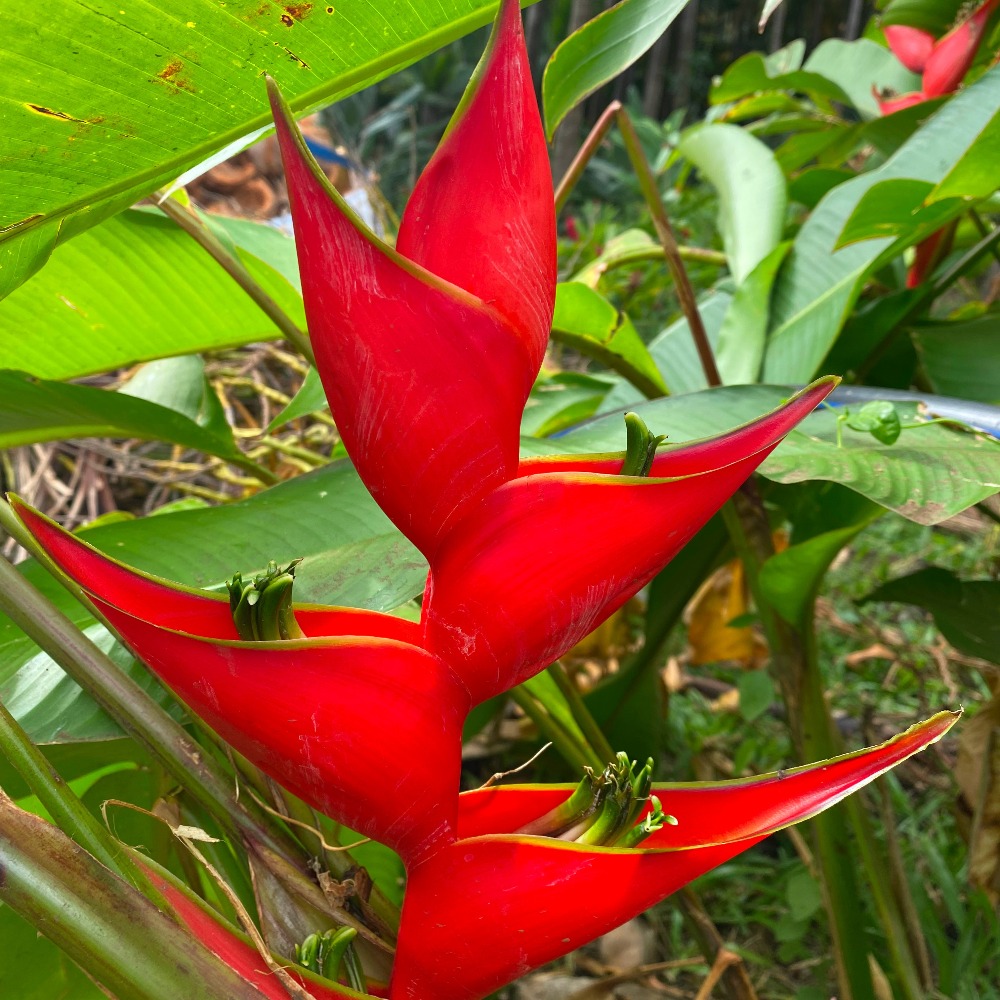 jardinage-la-reunion-fleur-des-tropiques-tropiques192636384050545572.jpg